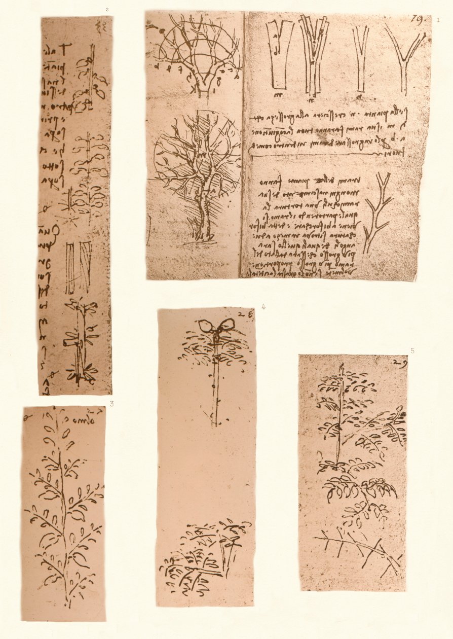 Pět kreseb ilustrujících prvky krajinomalby, c1472-c1519 1883 od Leonardo da Vinci