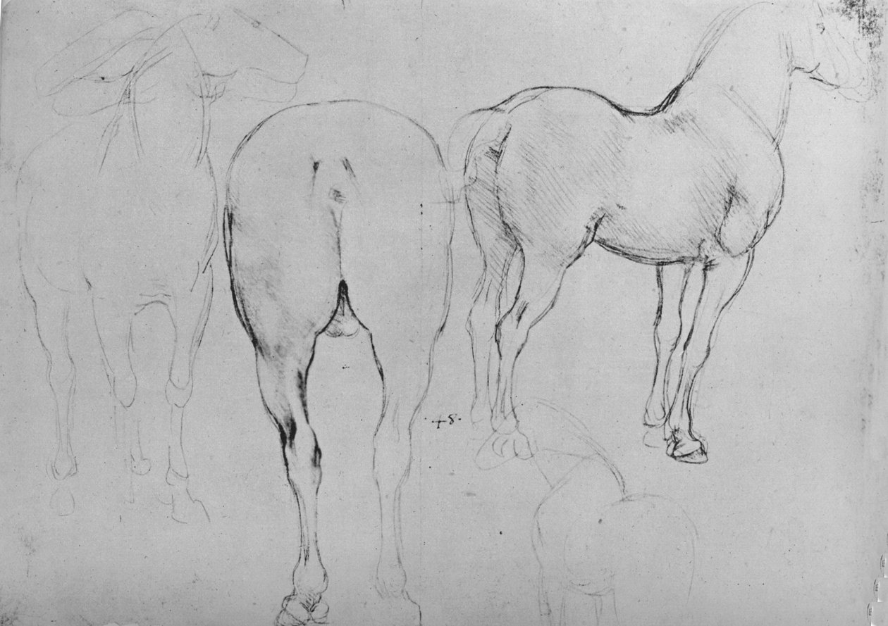 Čtyři skici koní, c1480 1945 od Leonardo da Vinci