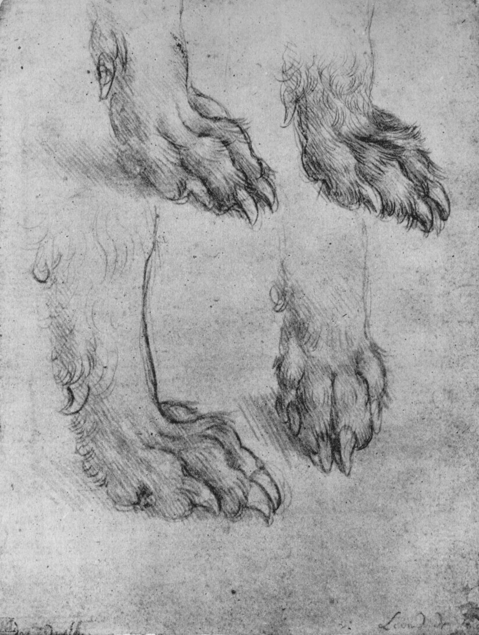 Čtyři studie tlapek psa nebo vlka, c1480 1945 od Leonardo da Vinci