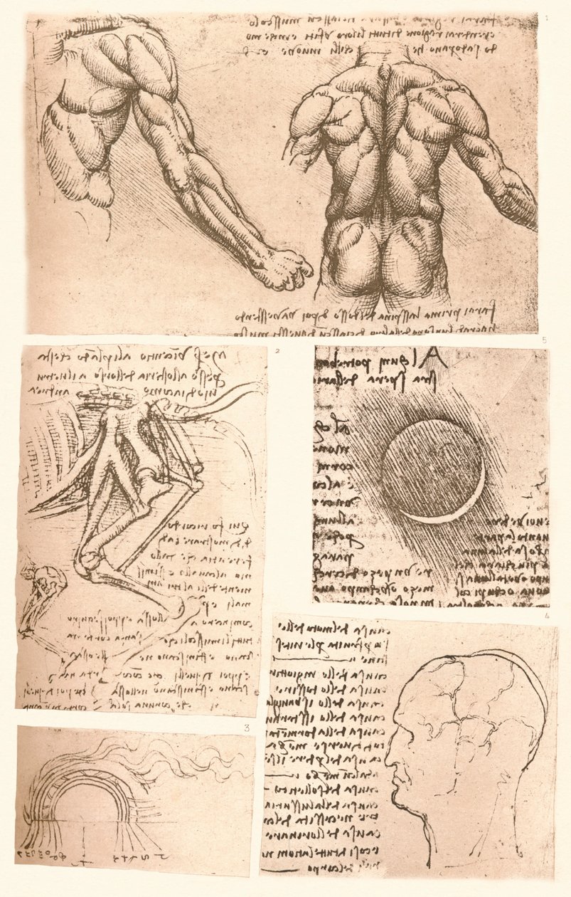 Čtyři anatomické kresby, c1472-c1519 1883 od Leonardo da Vinci