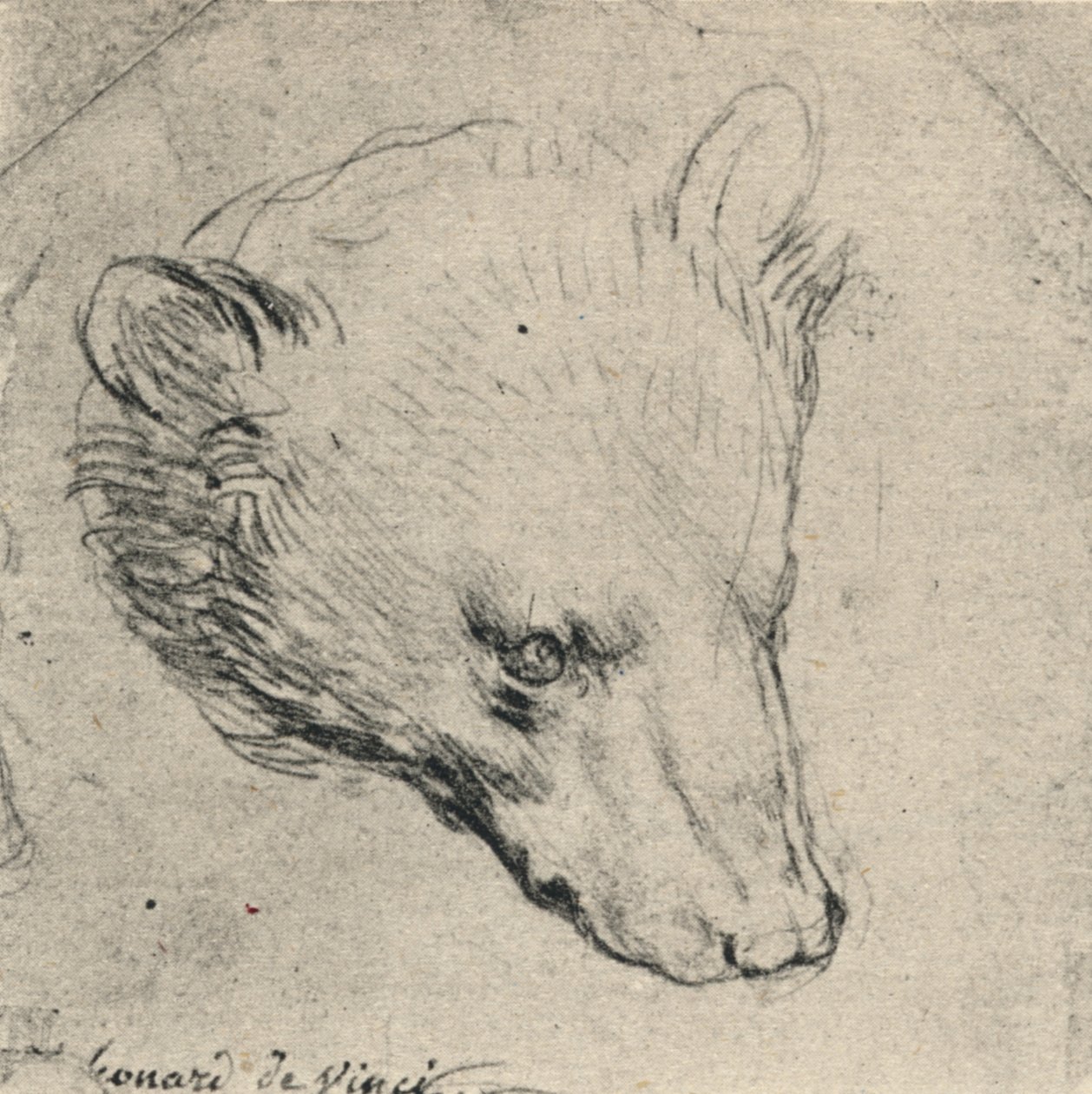 Head of a Bear, c1480 1945 od Leonardo da Vinci