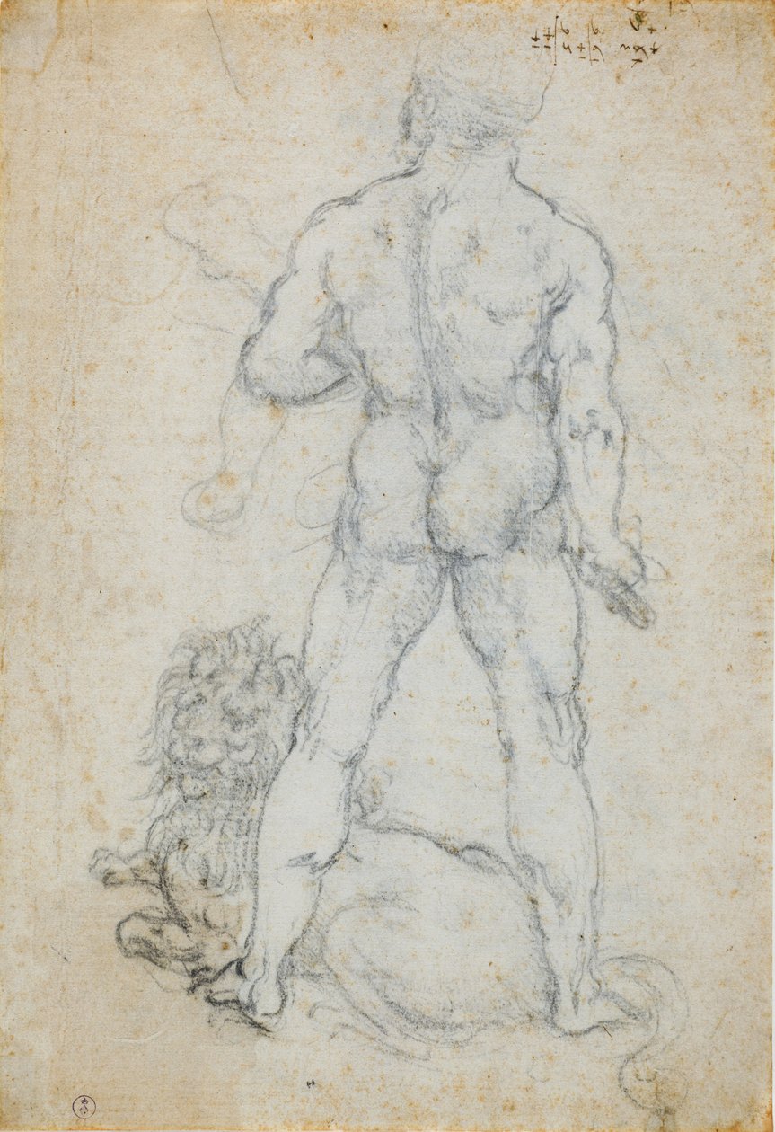 Herkules a nemejský lev, c. 1506-08 (uhlí a kovový hrot na bílém papíře) od Leonardo da Vinci