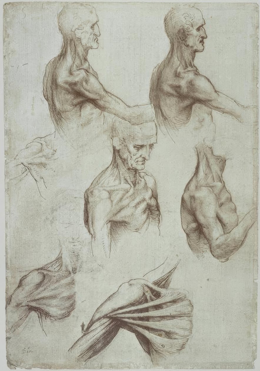 Leonardo / šíjové a ramenní svaly / f. 136v od Leonardo da Vinci