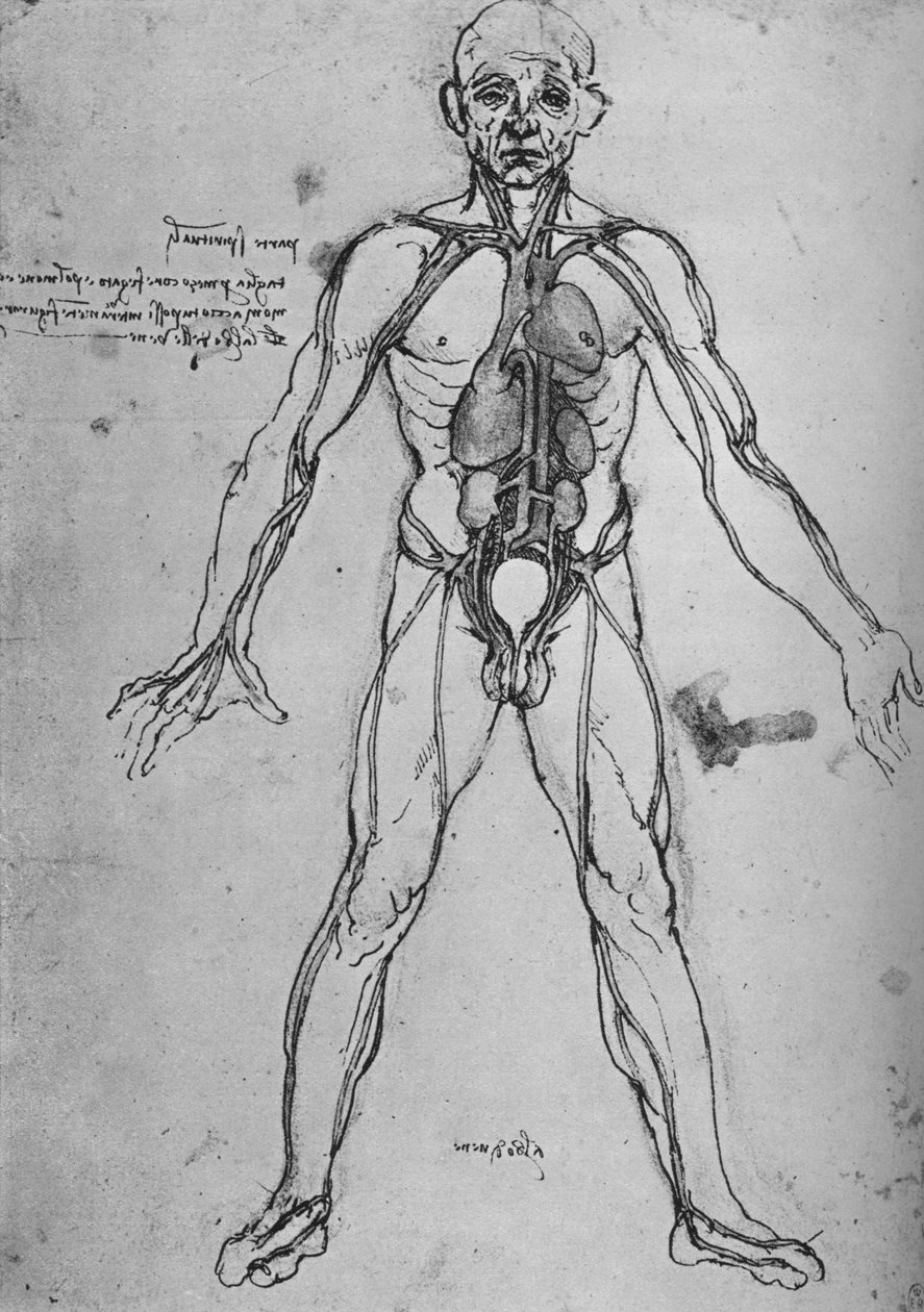 Muž nakreslený jako anatomická postava k zobrazení srdce, plic a hlavních tepen, c1480 1945 od Leonardo da Vinci