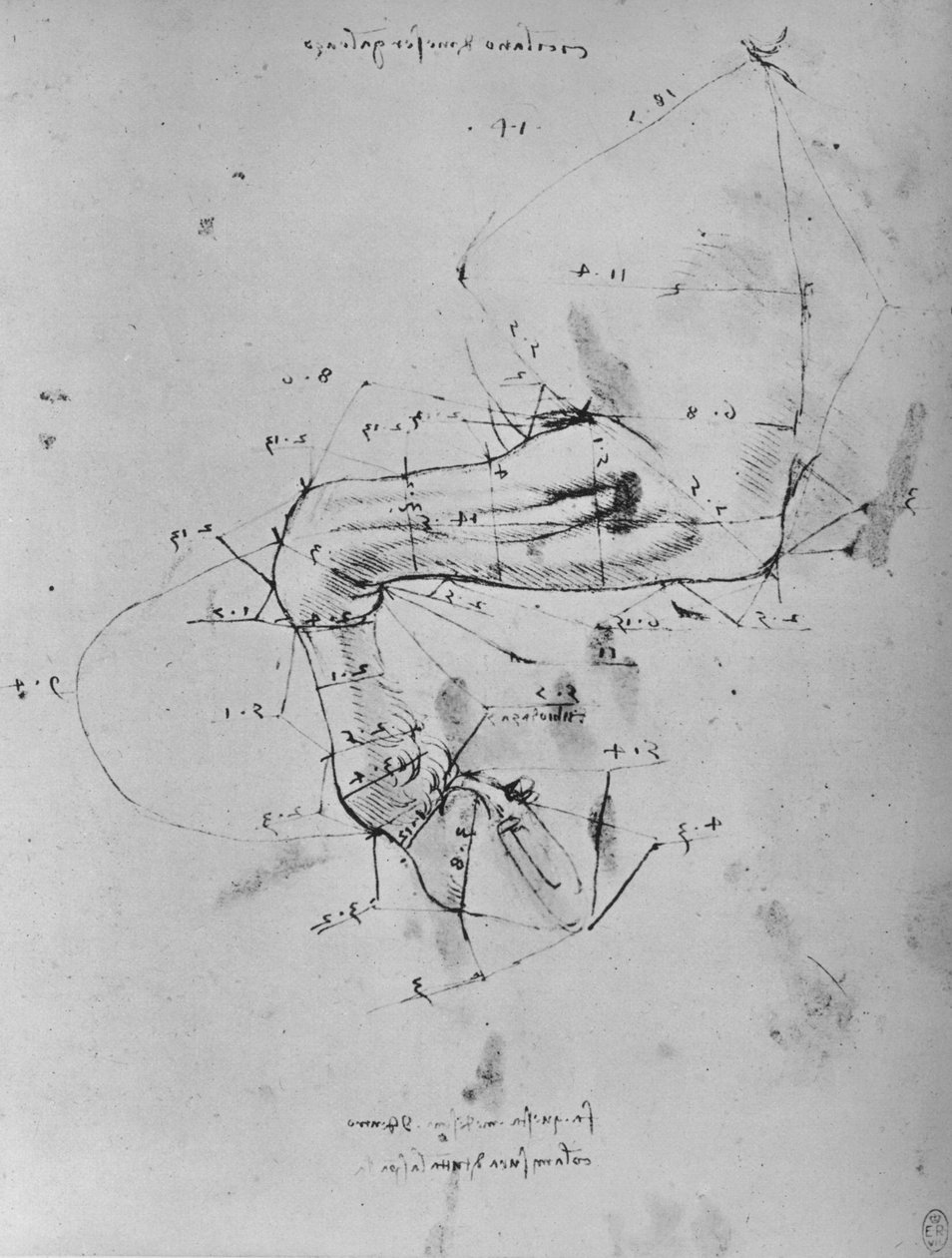 Měřená kresba blízké přední nohy koně, c1480 1945 od Leonardo da Vinci