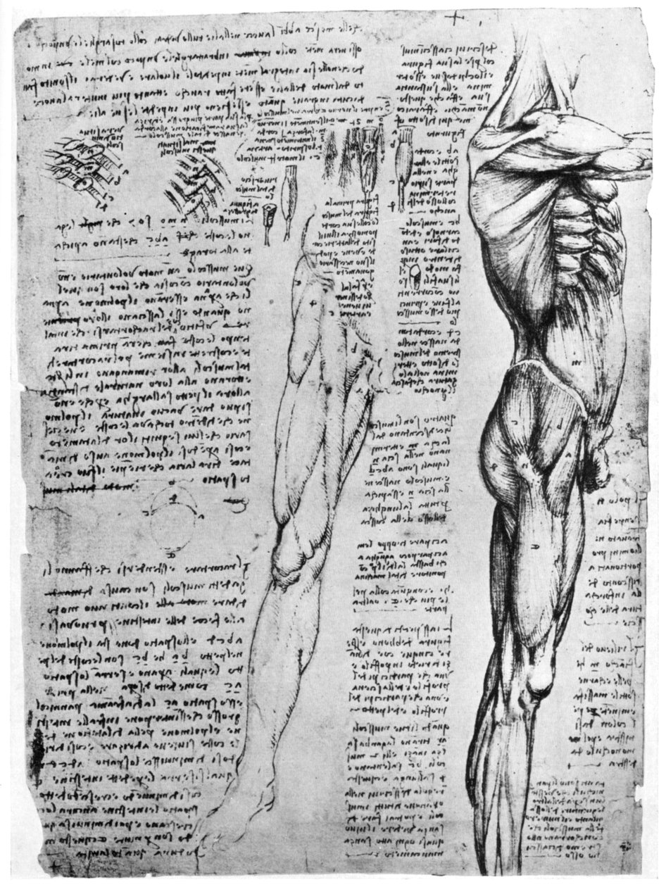 Studie svalů, konec 15. nebo začátek 16. století 1954 od Leonardo da Vinci