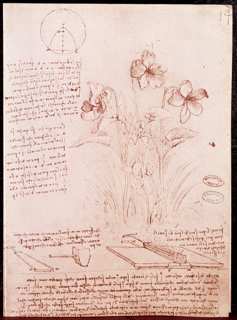 Poznámky a náčrtky botaniky a geometrie: narcis. Kresba na dvoustraně rukopisu Leonarda da Vinci (Leonardo da Vinci) (1452-1519) od Leonardo da Vinci