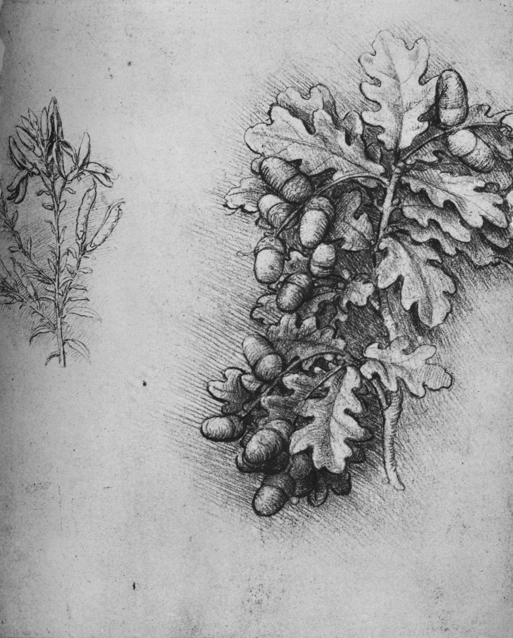 Dubové listy se žaludy a barvivy Greenweed, c1480 1945 od Leonardo da Vinci