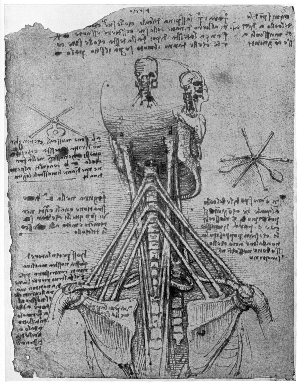 Zadní pohled na kostru zobrazující šlachy krku, konec 15. nebo začátek 16. století 1954 od Leonardo da Vinci