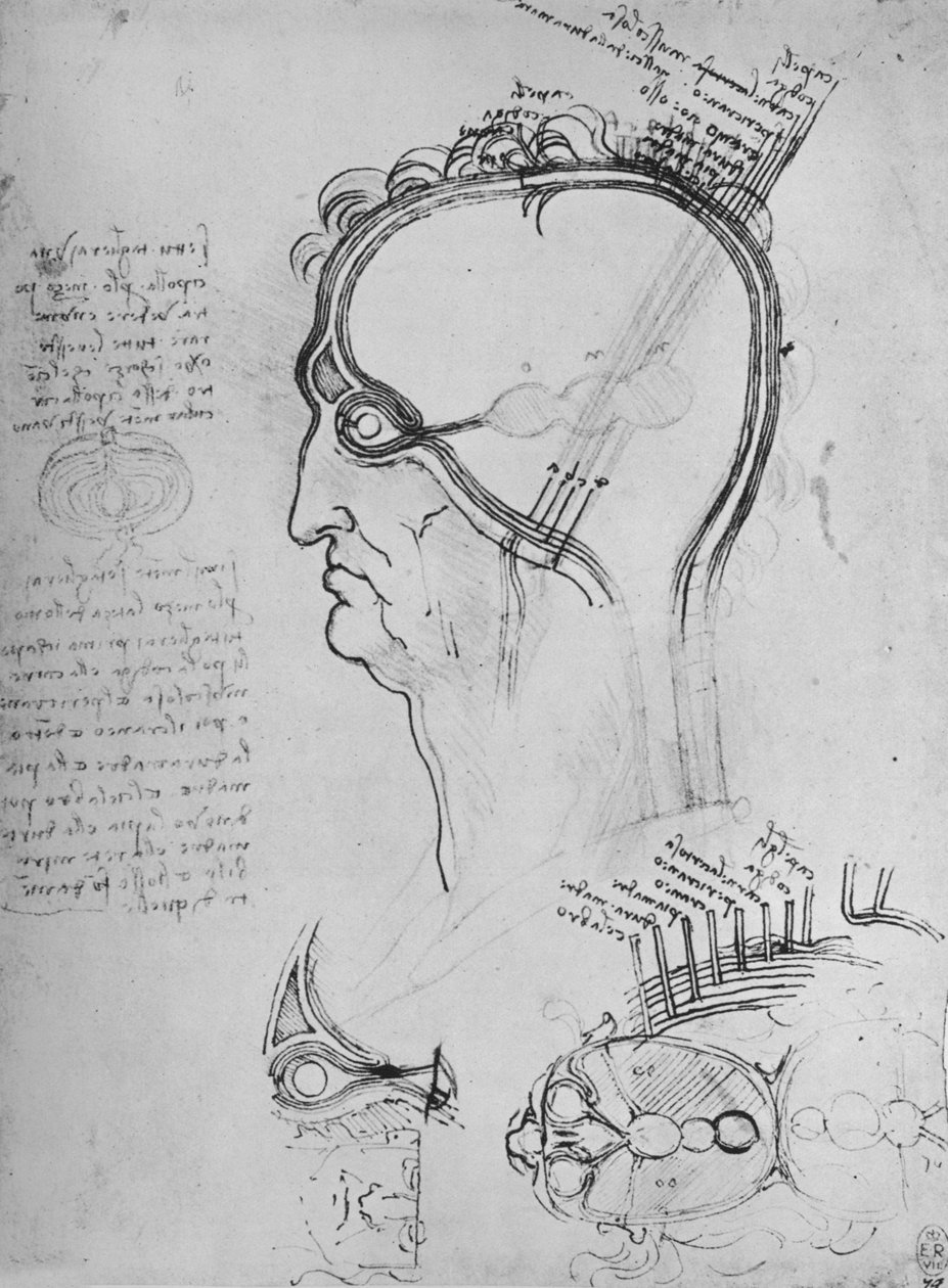 Části mužské hlavy ukazující anatomii oka atd., c1480 1945 od Leonardo da Vinci