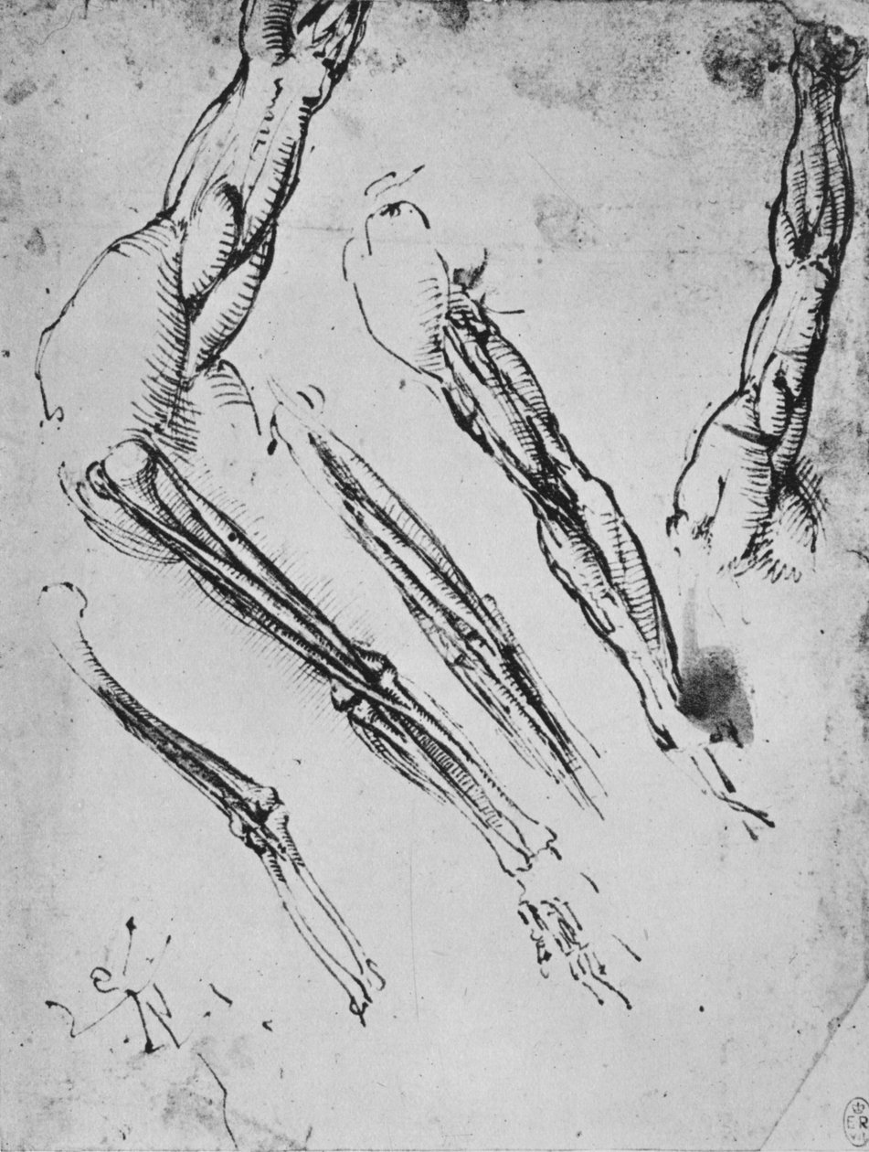 Šest studií paže ukazující ve třech případech kosti, c1480 1945 od Leonardo da Vinci