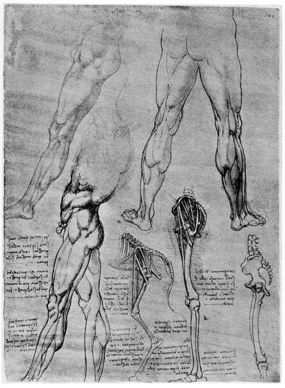 Studie srovnávací anatomie, 1506-1507 1954 od Leonardo da Vinci