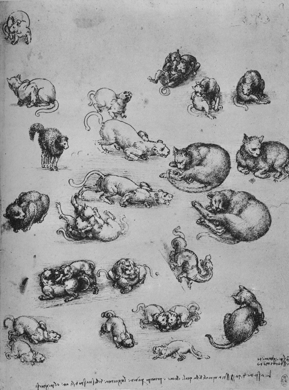 Studie koček a draka, c1480 1945 od Leonardo da Vinci