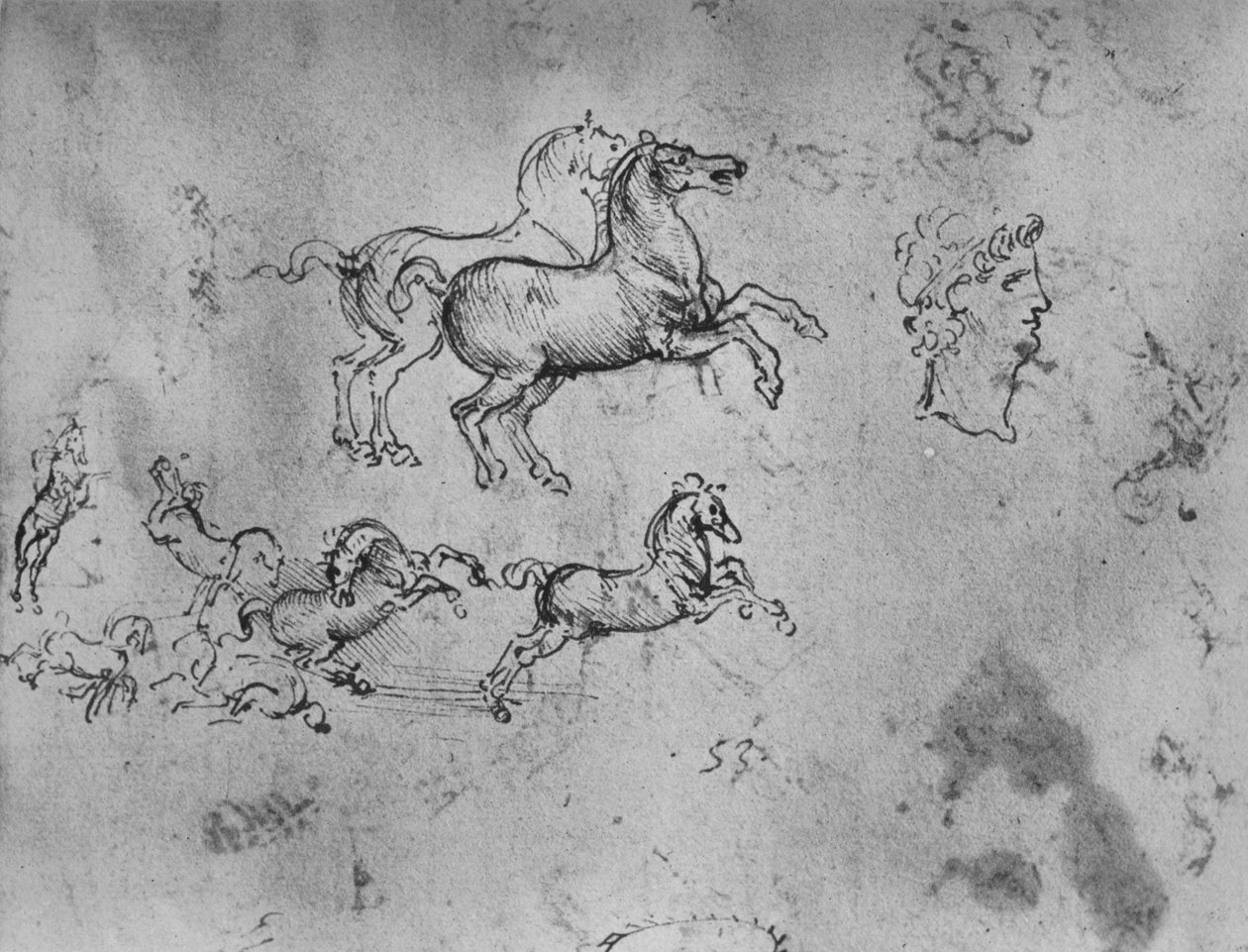 Studie cválajících koní a hlavy, c1480 1945 od Leonardo da Vinci