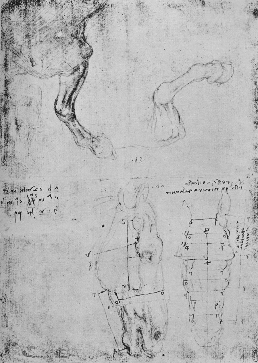 Studie předních končetin koní a měřené kresby koňských hlav, c1480 1945 od Leonardo da Vinci