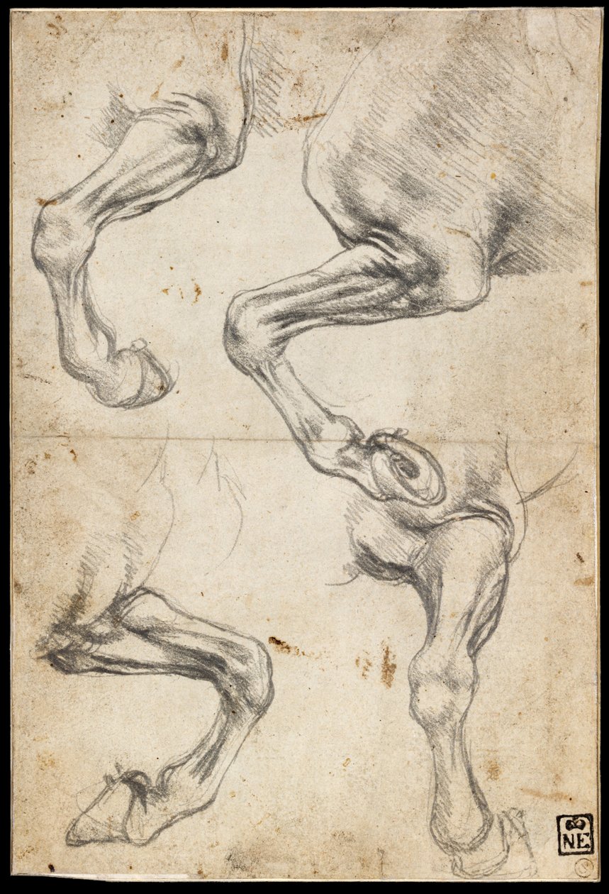 Studie koňské nohy od Leonardo da Vinci