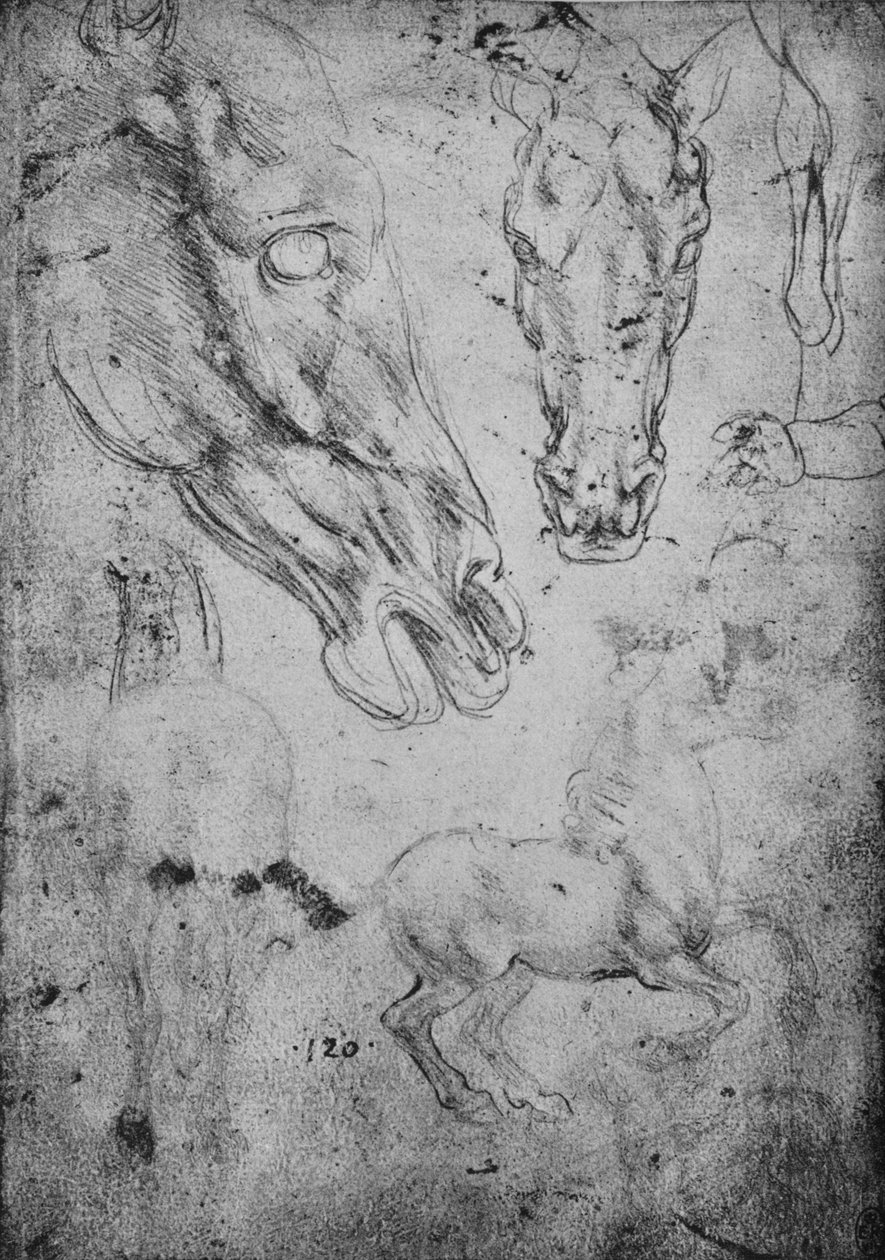 Studie o koních a koňských hlavách, c1480 1945 od Leonardo da Vinci