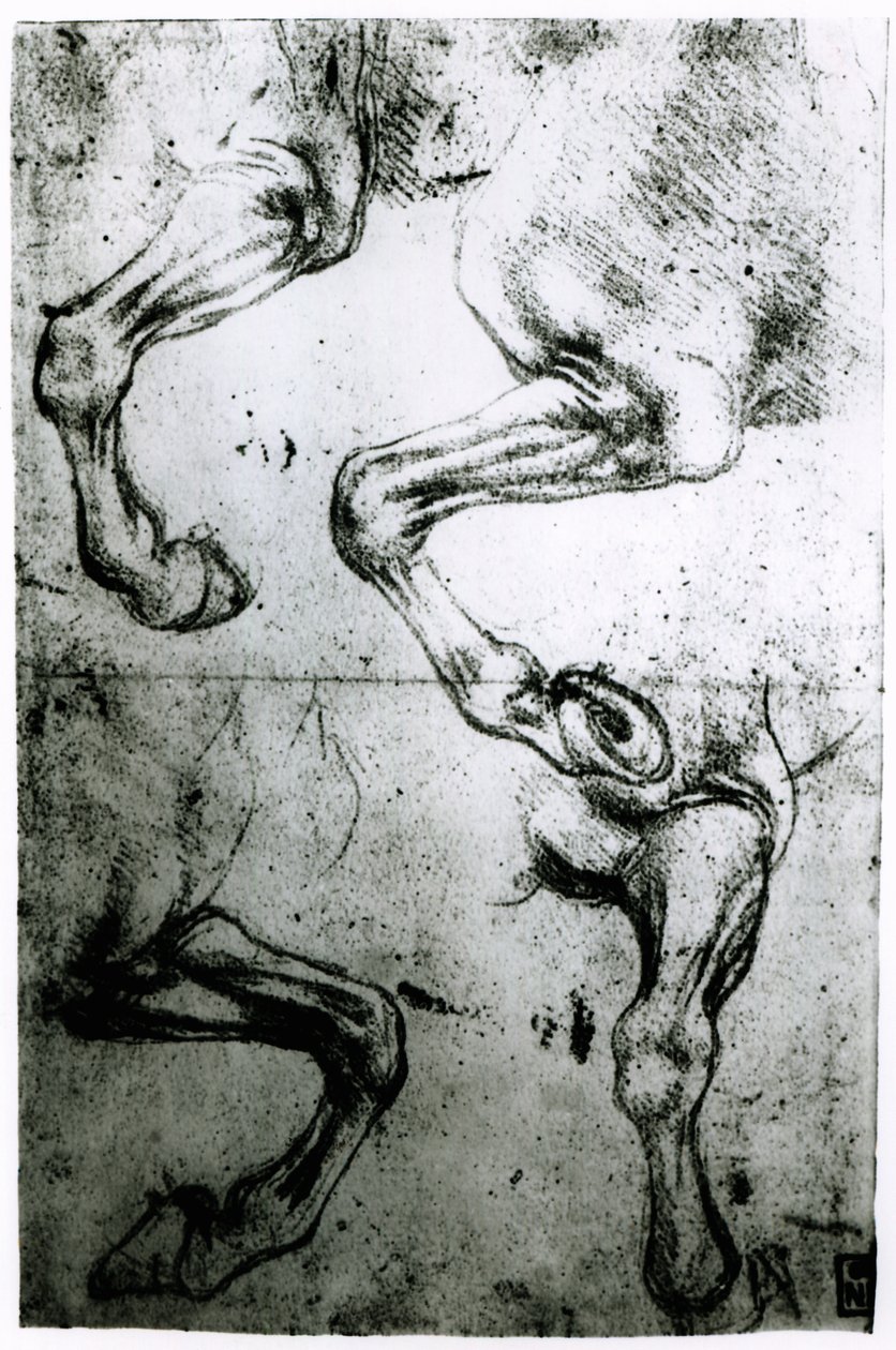 Studie koňských nohou (pero a inkoust na papíře) od Leonardo da Vinci
