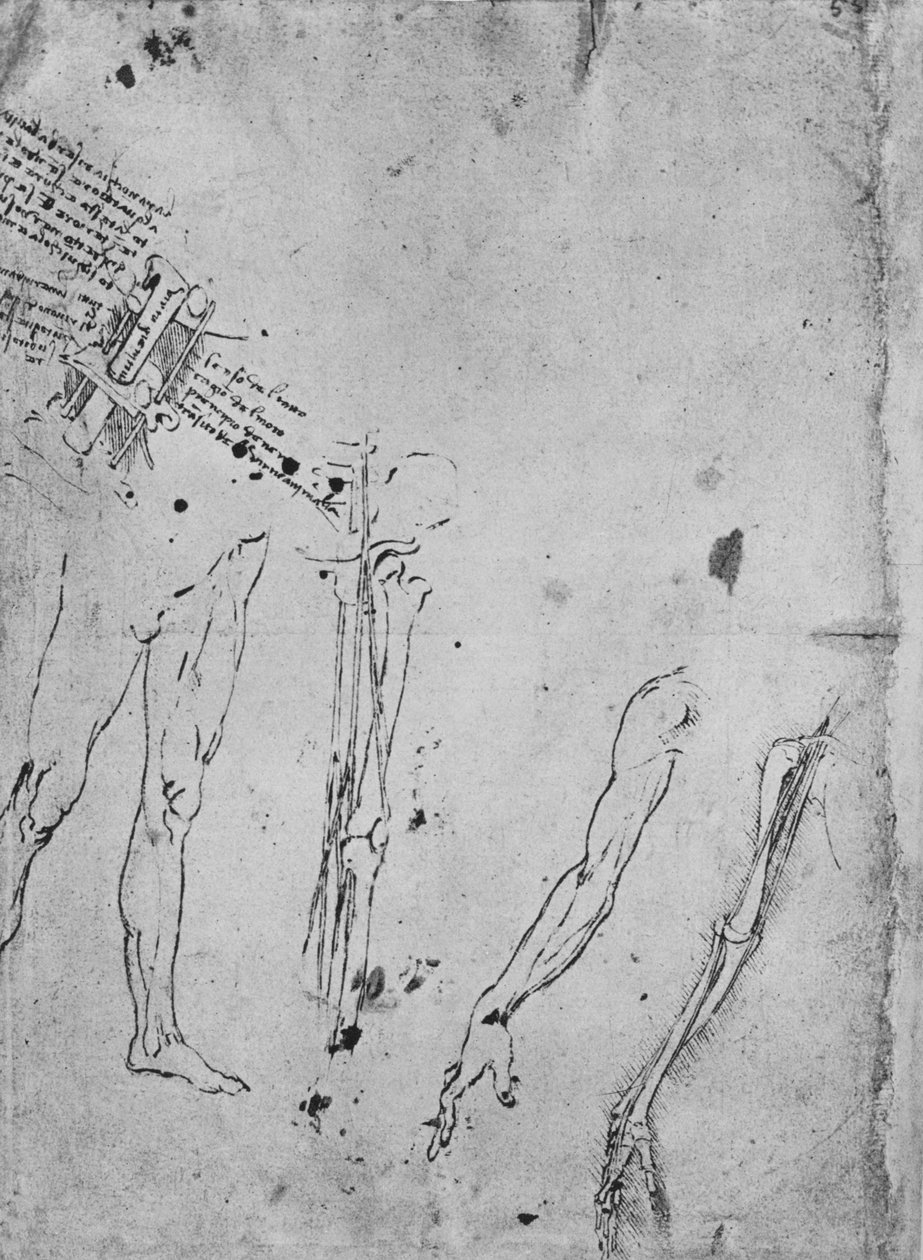 Studie nohou, kostí a šlach nohy, paže a kostí a šlach A od Leonardo da Vinci
