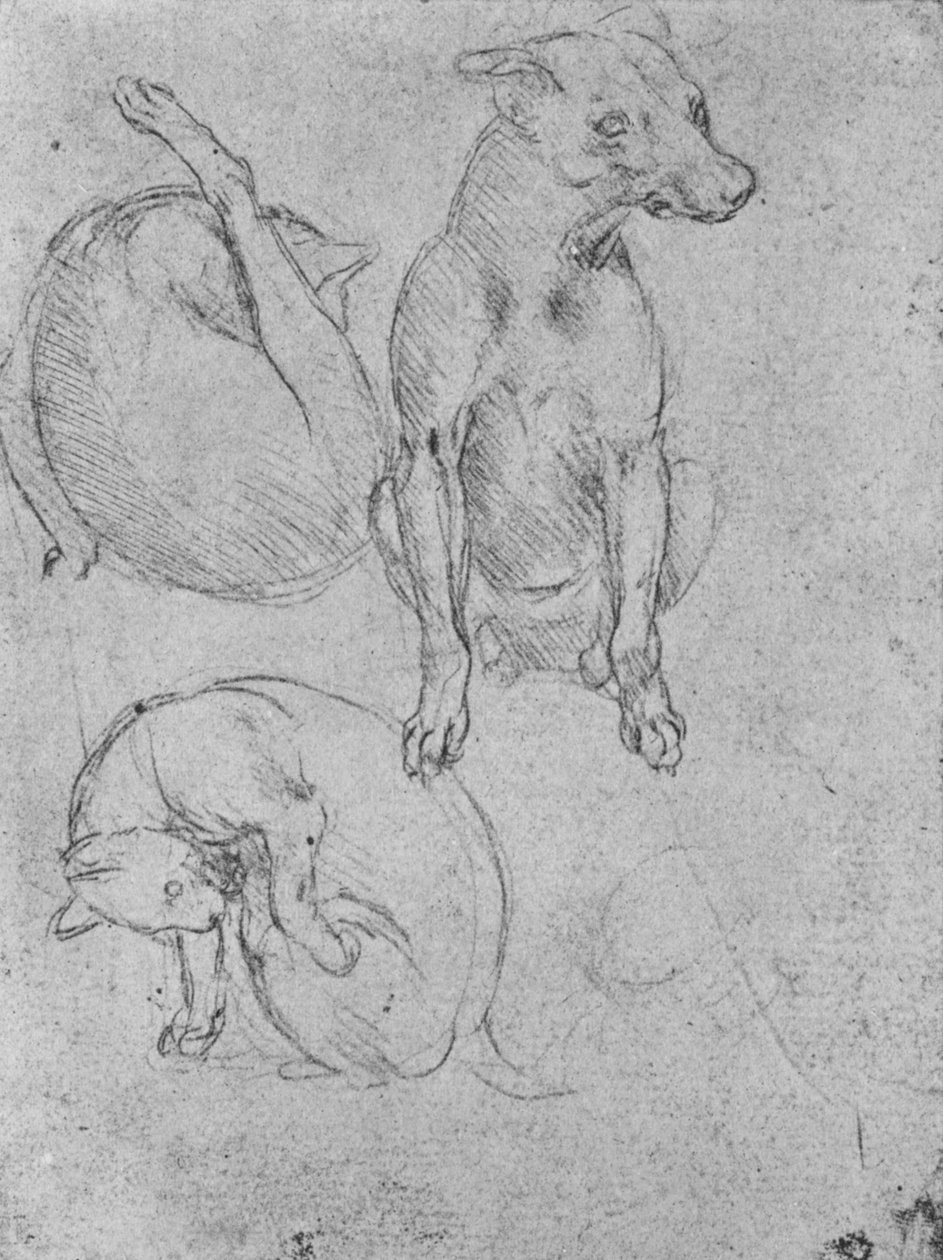 Studie psa a kočky, c1480 1945 od Leonardo da Vinci