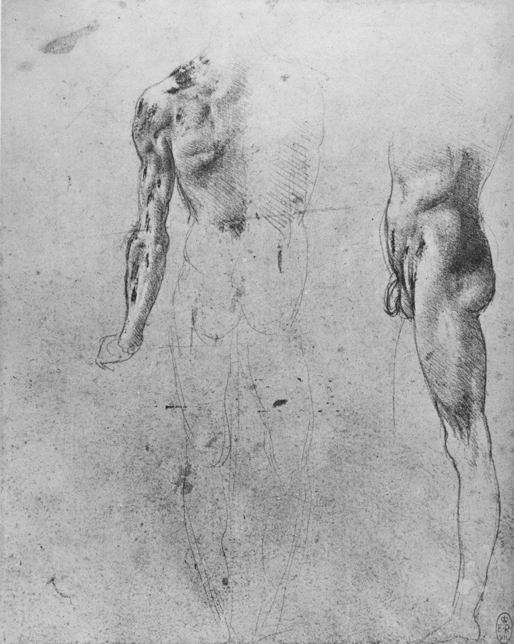 Studie nahého muže při pohledu zezadu a ze strany, c1480 1945 od Leonardo da Vinci