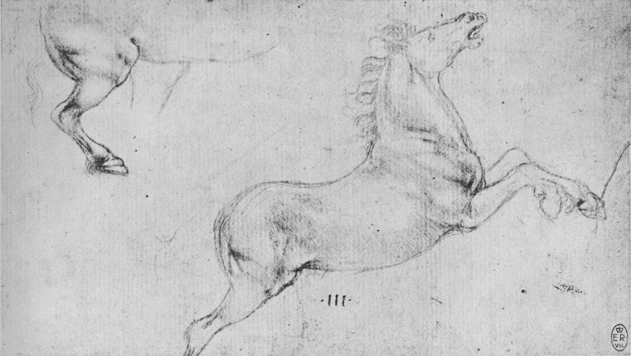 Studie chovného koně a zadních čtvrtí koní, c1480 1945 od Leonardo da Vinci