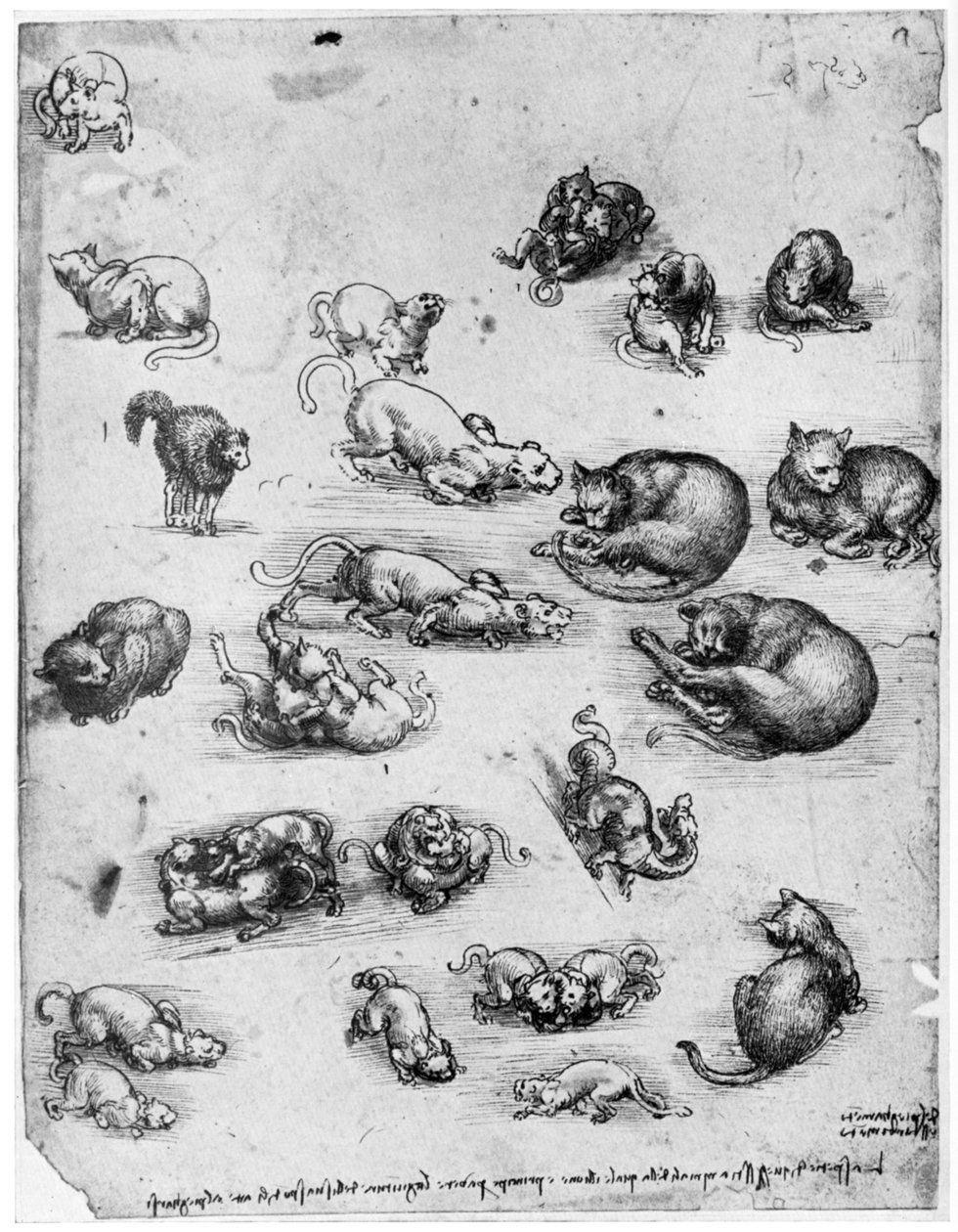 Studie koček, 1513-1515 1954 od Leonardo da Vinci
