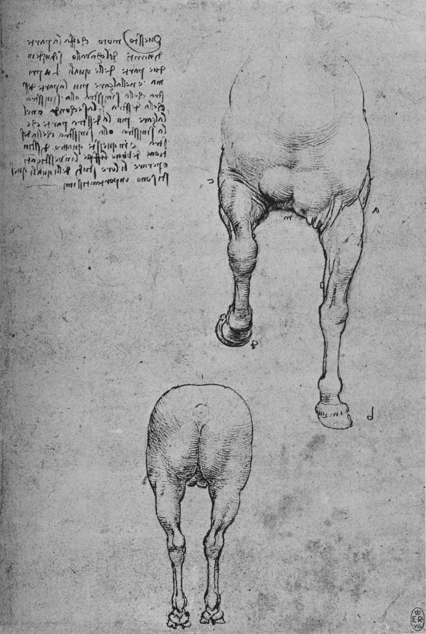 Studie předních a zadních čtvrtí koně, c1480 1945 od Leonardo da Vinci