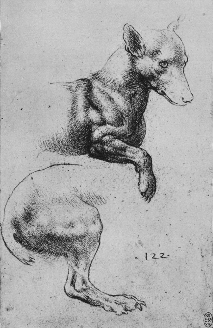 Studie přední a zadní části psa, c1480 1945 od Leonardo da Vinci
