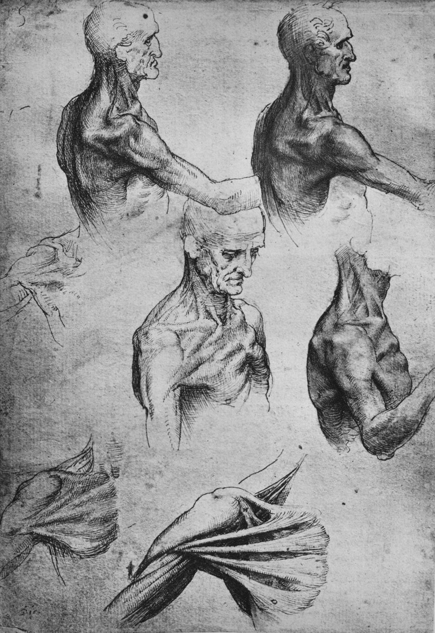 Studie hlavy a ramen muže, c1480 1945 od Leonardo da Vinci