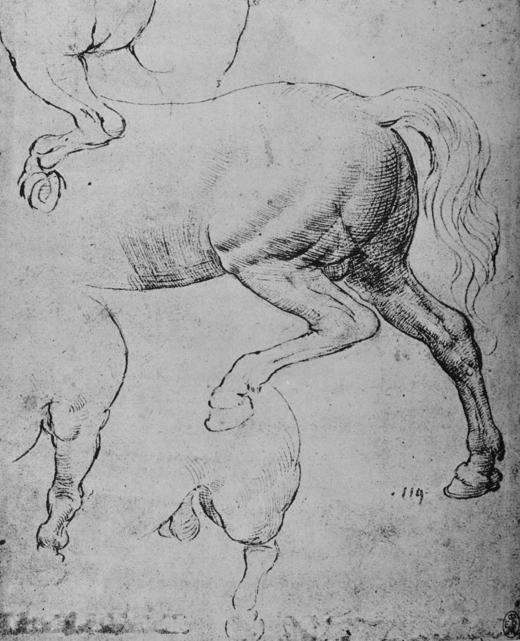 Studie zadních končetin a zadních nohou koně, c1480 1945 od Leonardo da Vinci