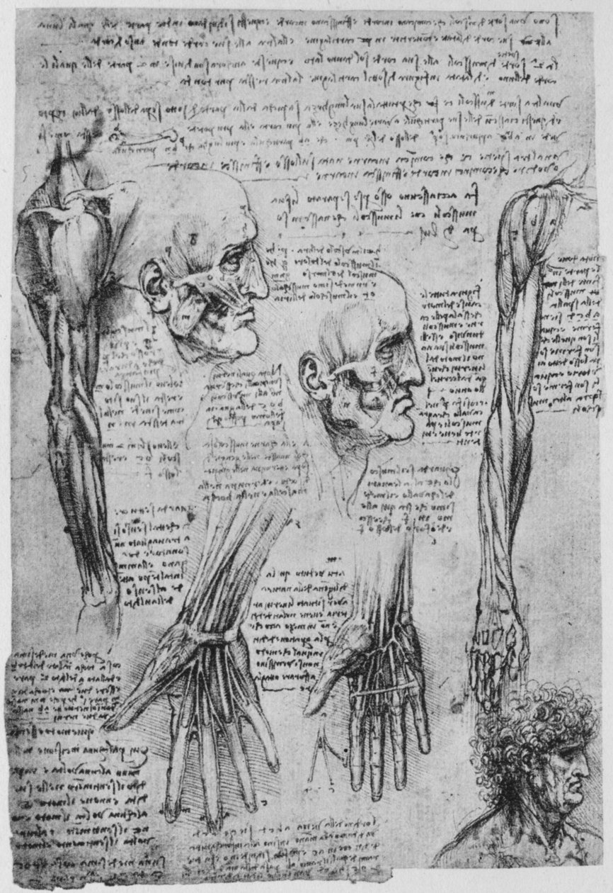 Studie svalů obličeje a paží, c1480 1945 od Leonardo da Vinci