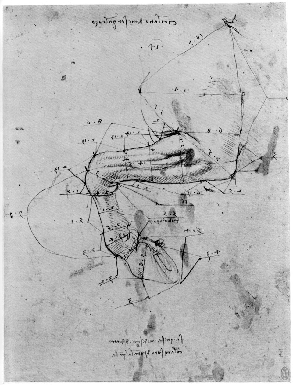 Studie v poměru koňské nohy, konec 15. nebo začátek 16. století 1954. od Leonardo da Vinci
