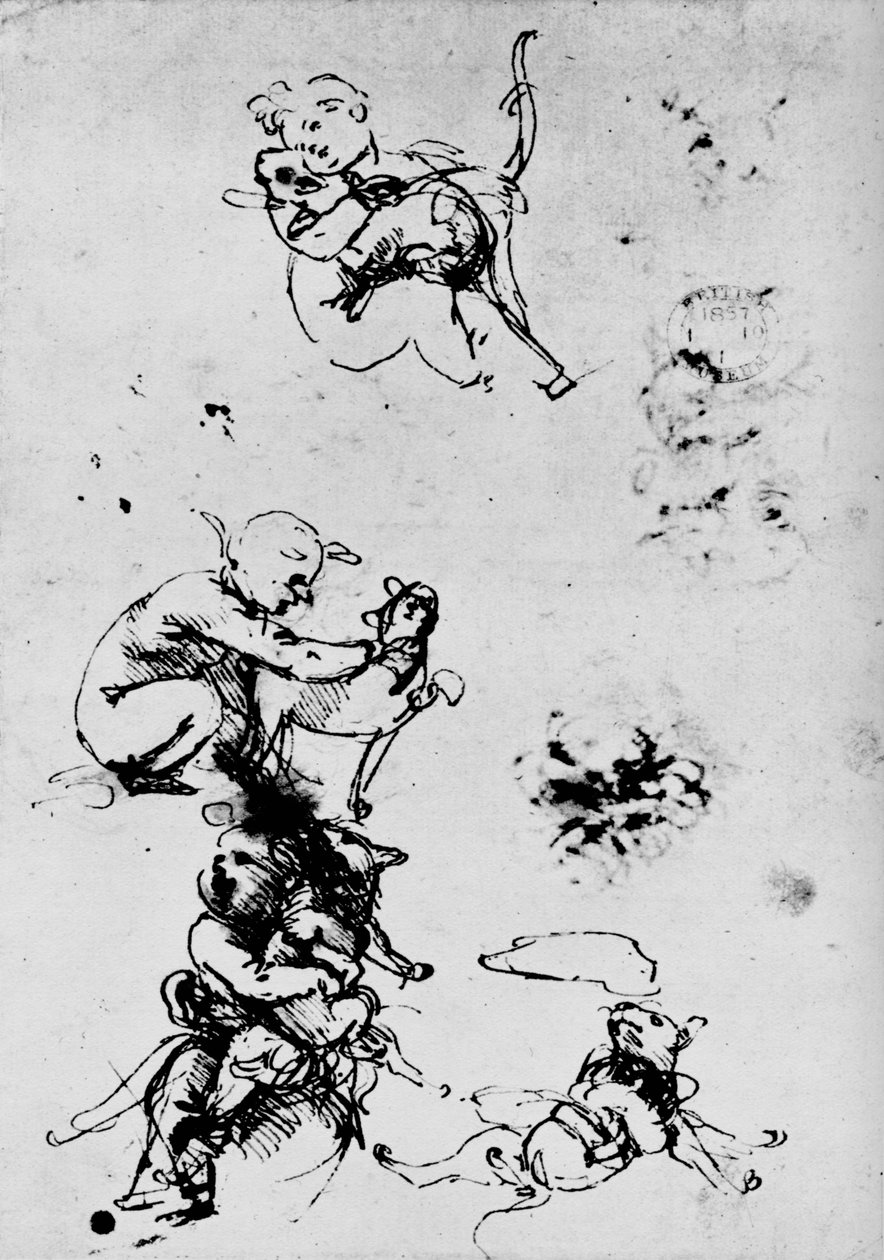 Studie dítěte s kočkou, 1478-1481 1945 od Leonardo da Vinci