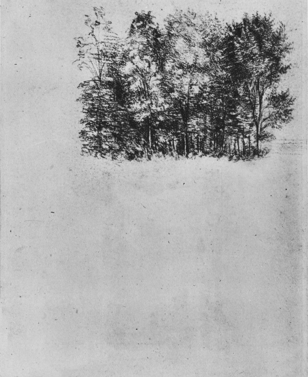 Study of a Coppice, c1480 1945 od Leonardo da Vinci