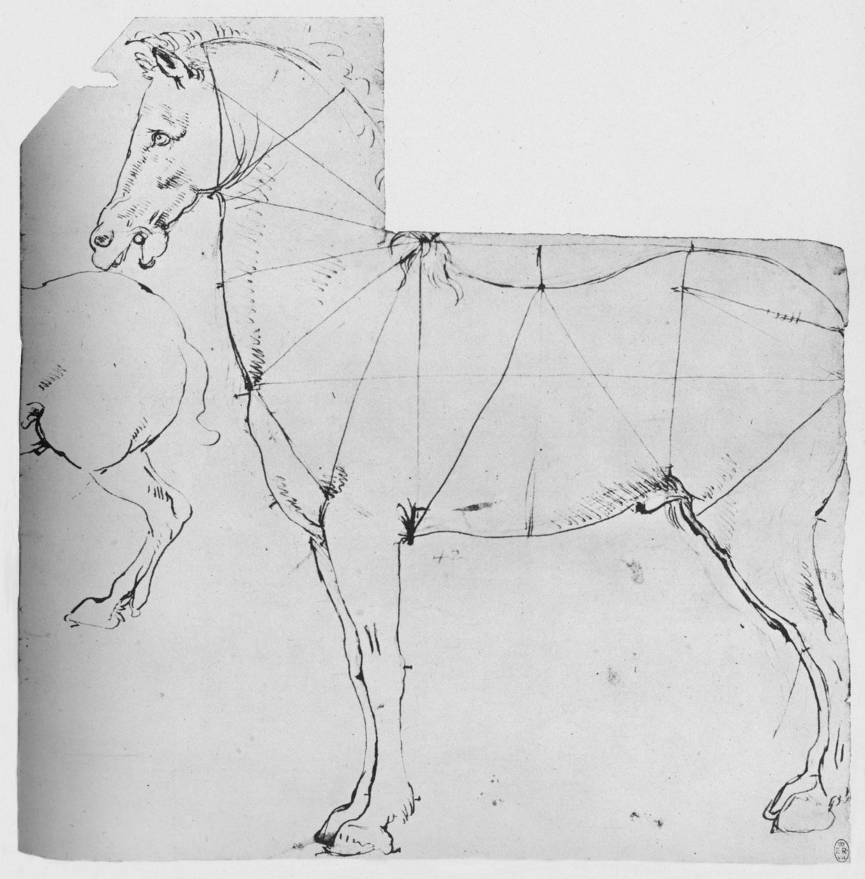 Studie koně označeného pro měření, c1480 1945 od Leonardo da Vinci