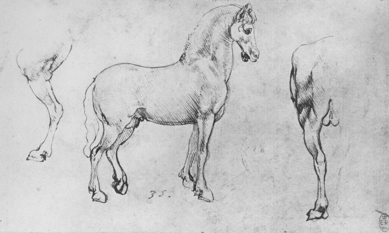 Studie koně, jeho blízké zadní nohy a zadních končetin, c1480 1945 od Leonardo da Vinci
