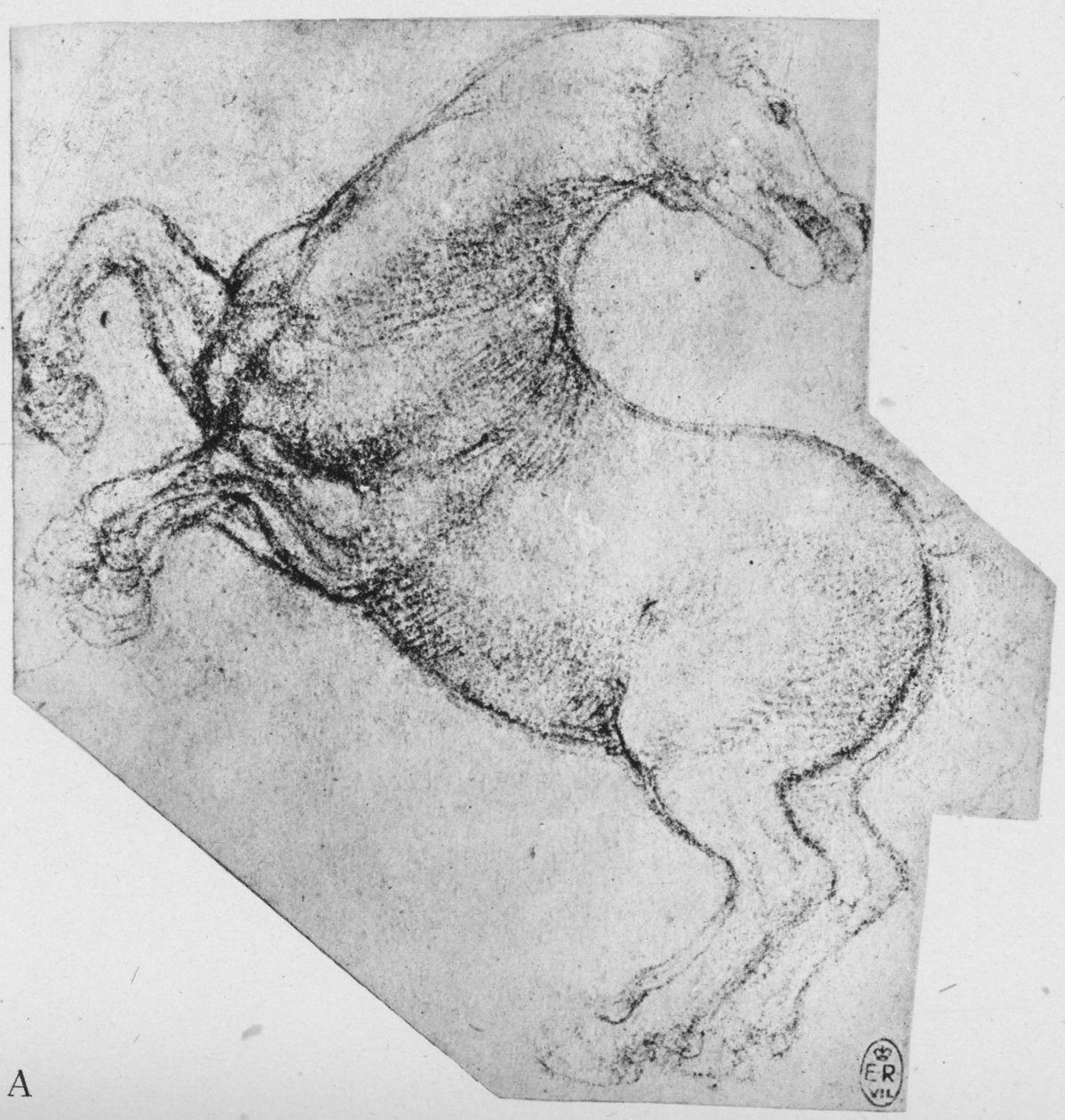 Studie chovného koně, c1480 1945 od Leonardo da Vinci