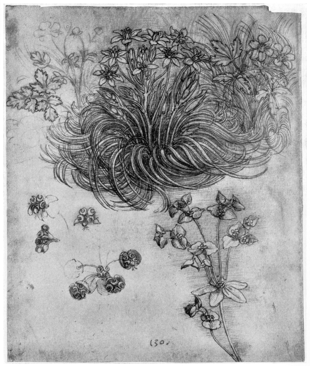 Studie rostliny Betlémská hvězda, 1505-1507 1954 od Leonardo da Vinci