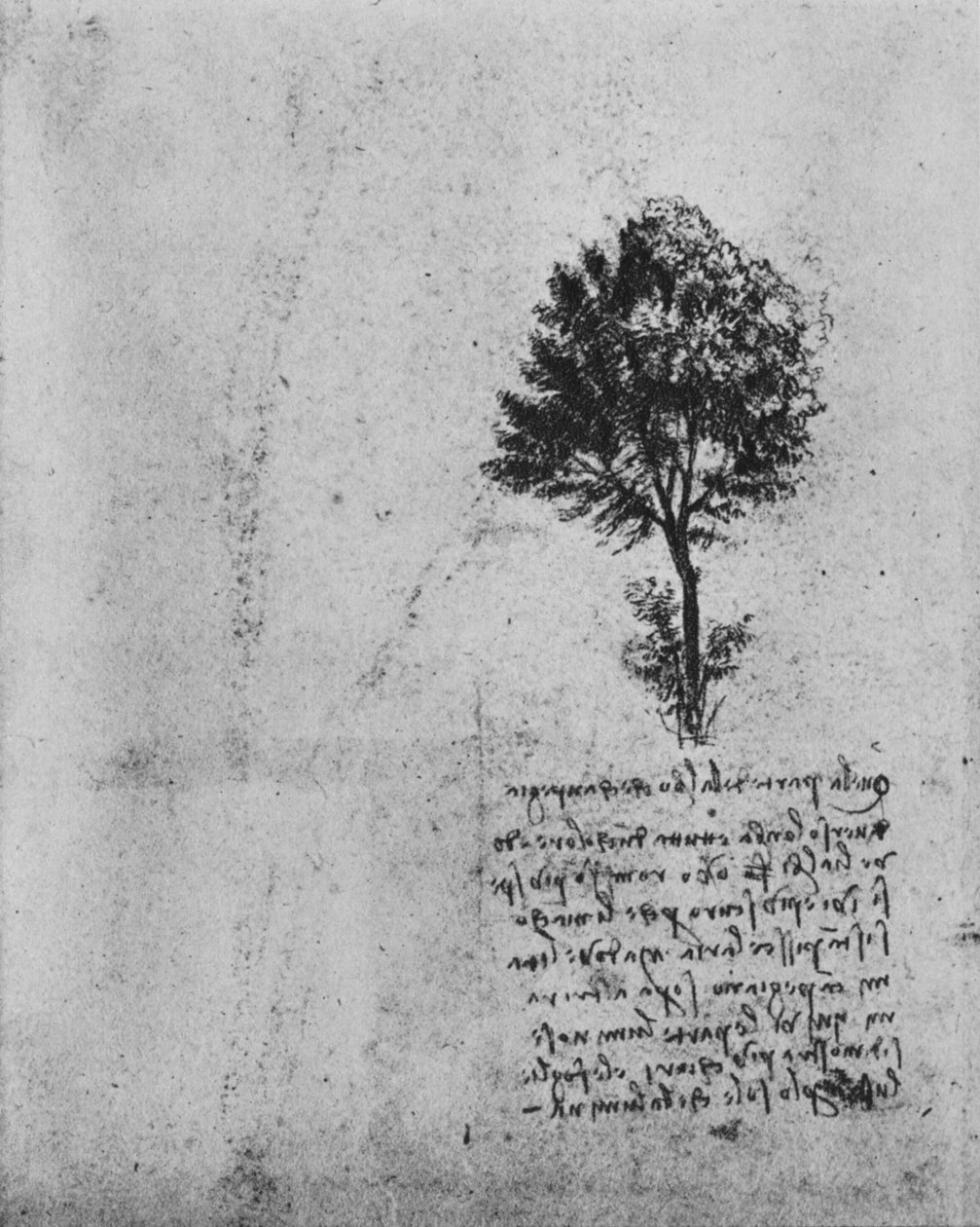 Studie stromu, c1480 1945 od Leonardo da Vinci