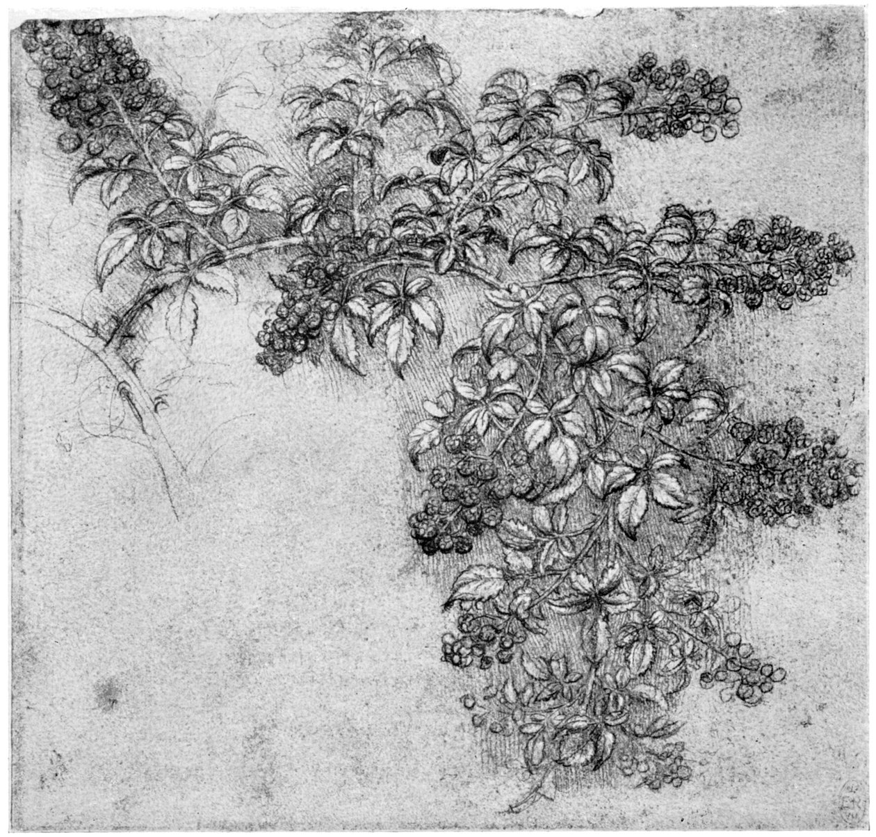 Studie větve ostružiníku, konec 15. nebo začátek 16. století 1954 od Leonardo da Vinci