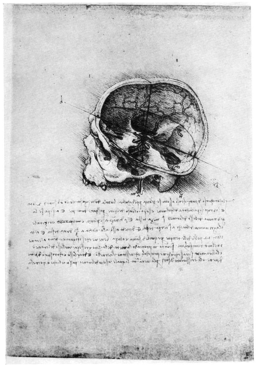 Studie lidské lebky, konec 15. nebo začátek 16. století 1954. od Leonardo da Vinci
