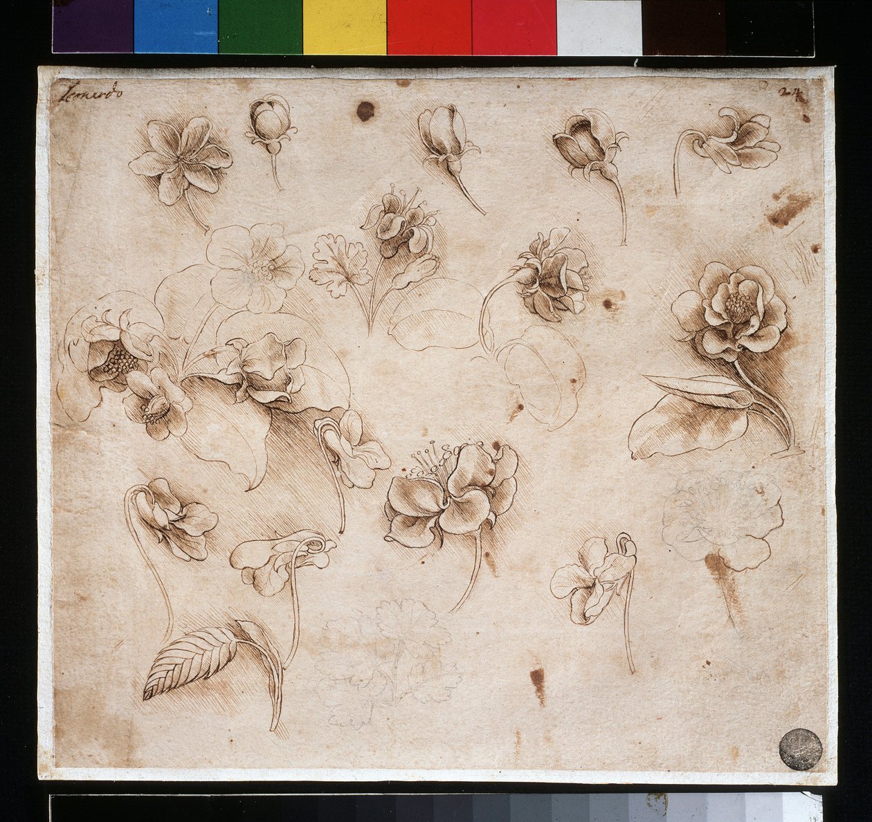 Studium květin - tuš na papíře, c. 1483 od Leonardo da Vinci