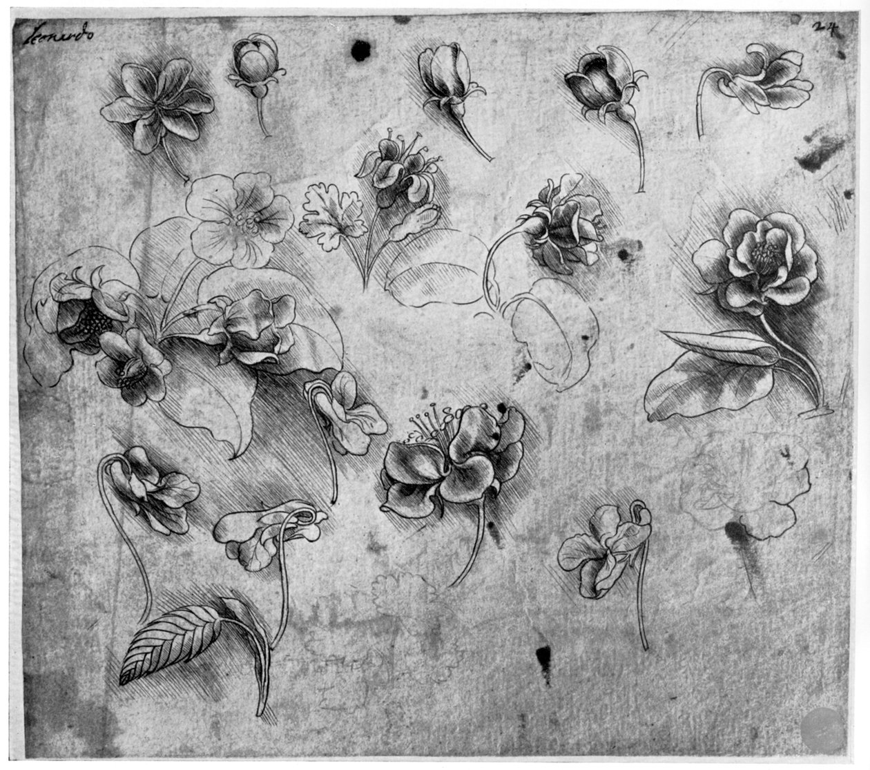 Studium květin, c1481-1483 1954. od Leonardo da Vinci