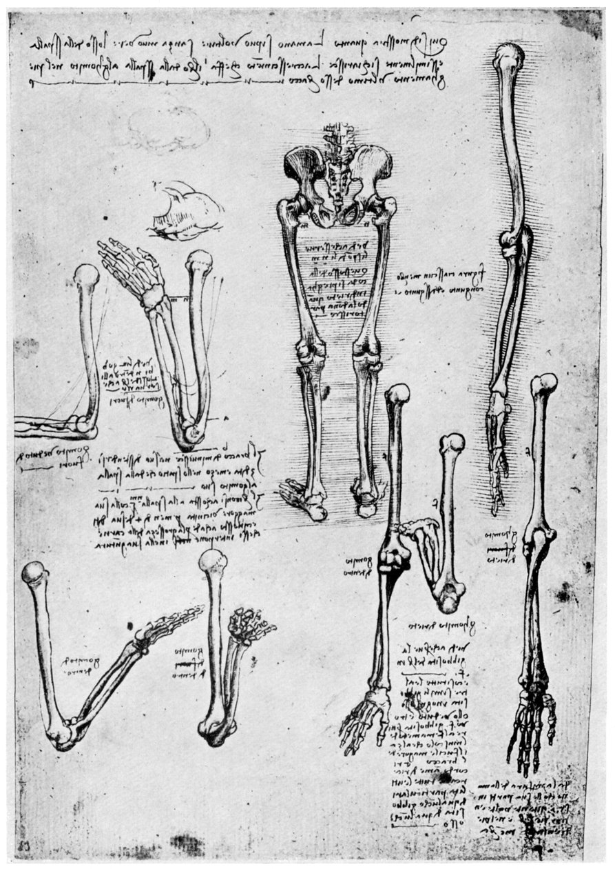 Studium lidských kostí, konec 15. nebo 16. století 1954. od Leonardo da Vinci