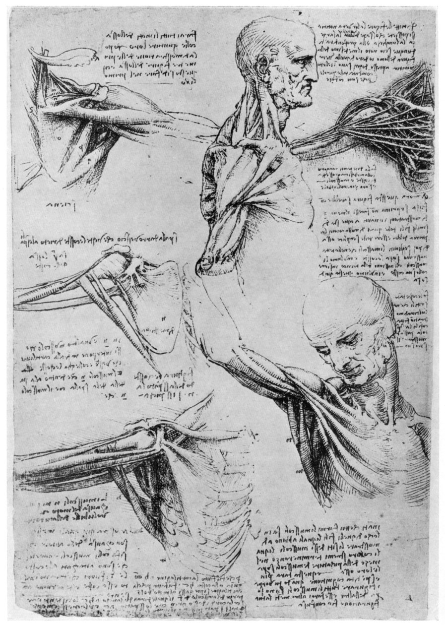 Studium ramenních kloubů, 1510-1511 1954 od Leonardo da Vinci