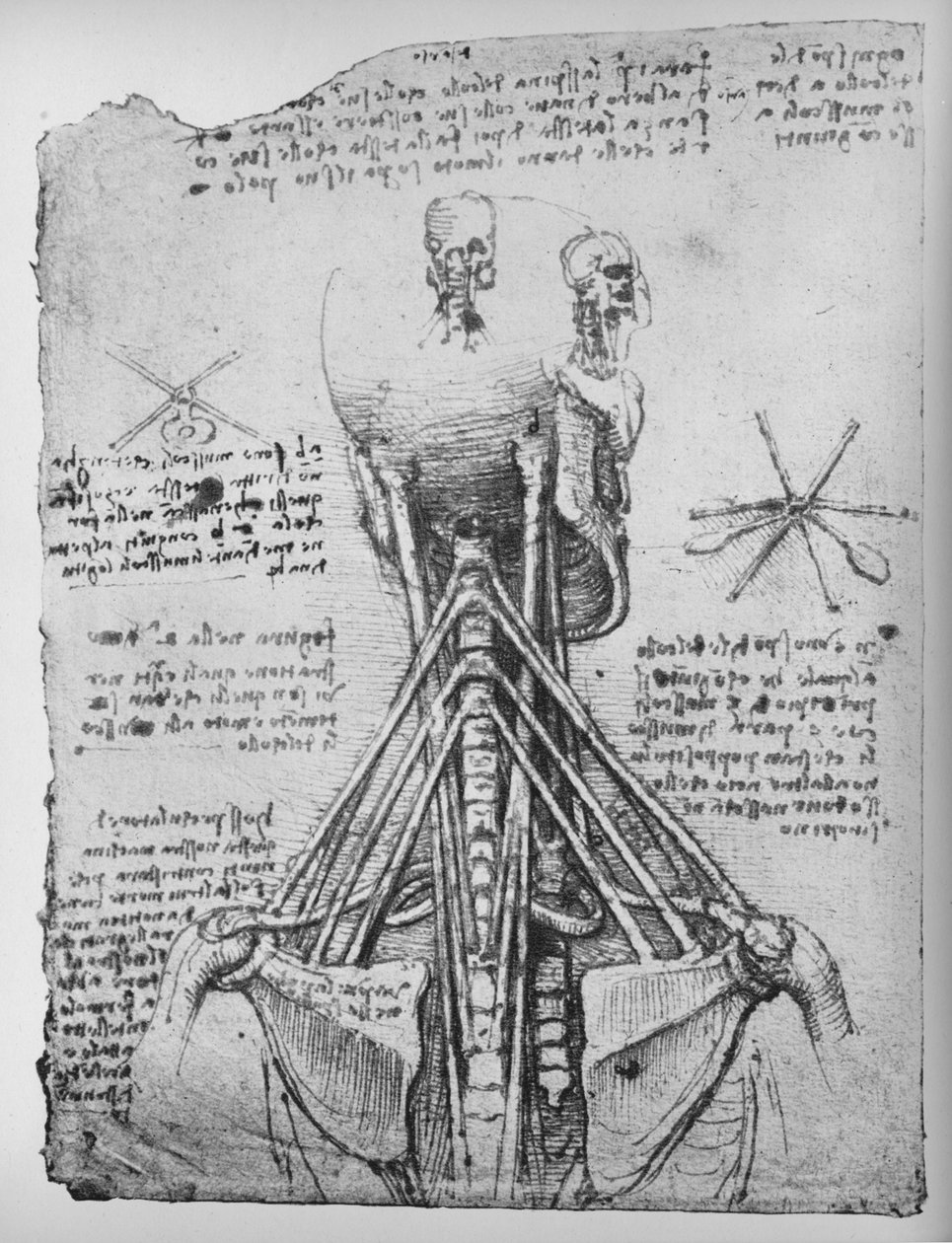 Studie zadního pohledu na kostru, ukazující šlachy krku, c1480 1945 od Leonardo da Vinci