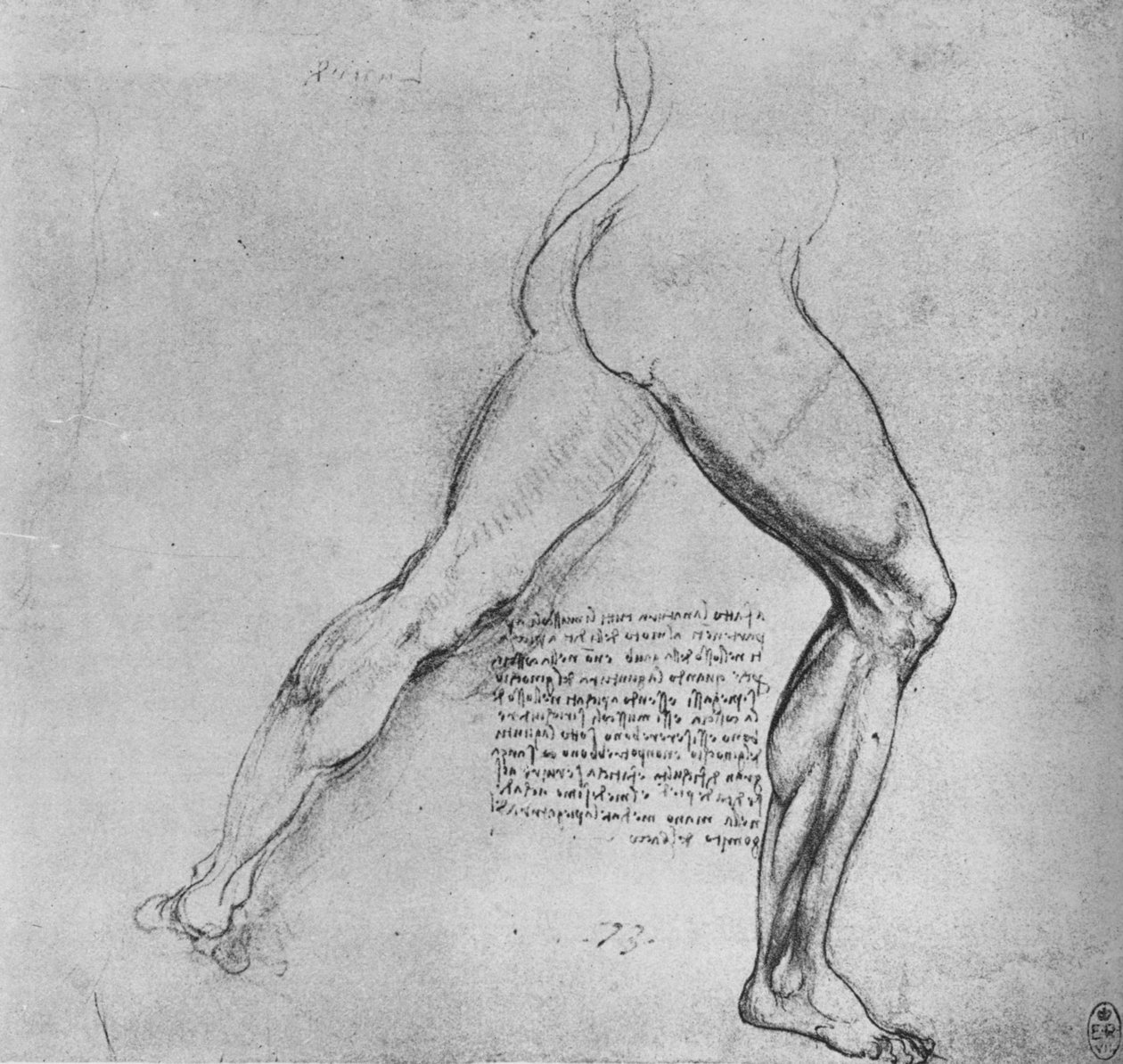 Studie nohou muže lonžujícího doprava, c1480 1945 od Leonardo da Vinci