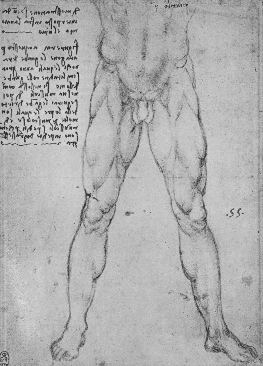 Studie spodní poloviny nahého muže tváří vpřed, c1480 1945 od Leonardo da Vinci
