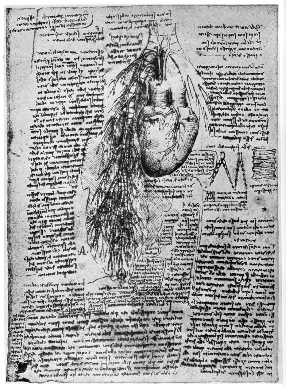 Studium srdce a bronchiálních tepen, konec 15. nebo začátek 16. století 1954 od Leonardo da Vinci